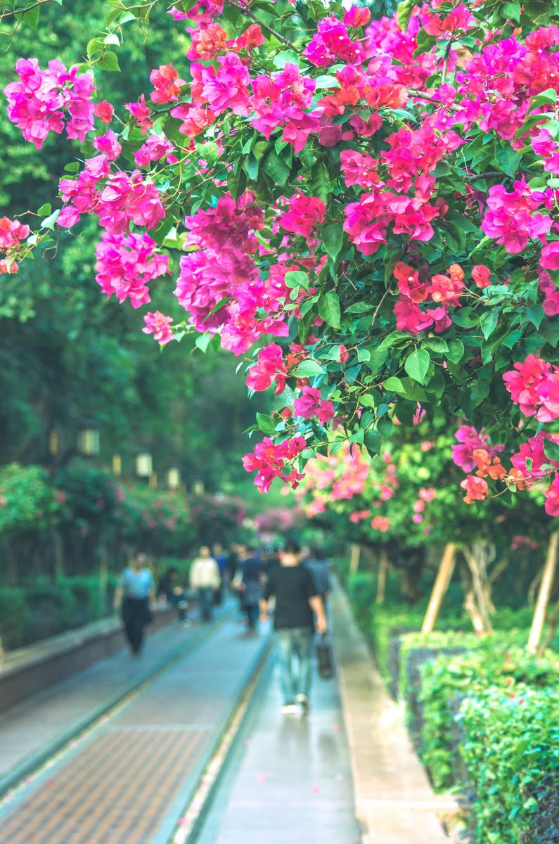 深圳，深圳.jpg